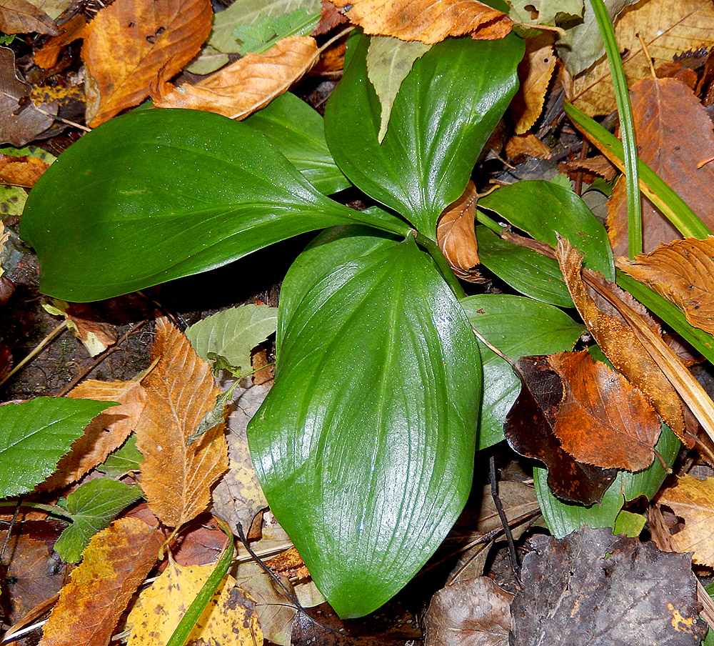 Image of Ruscus colchicus specimen.