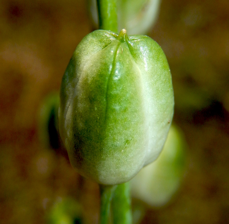 Image of Ornithogalum ponticum specimen.