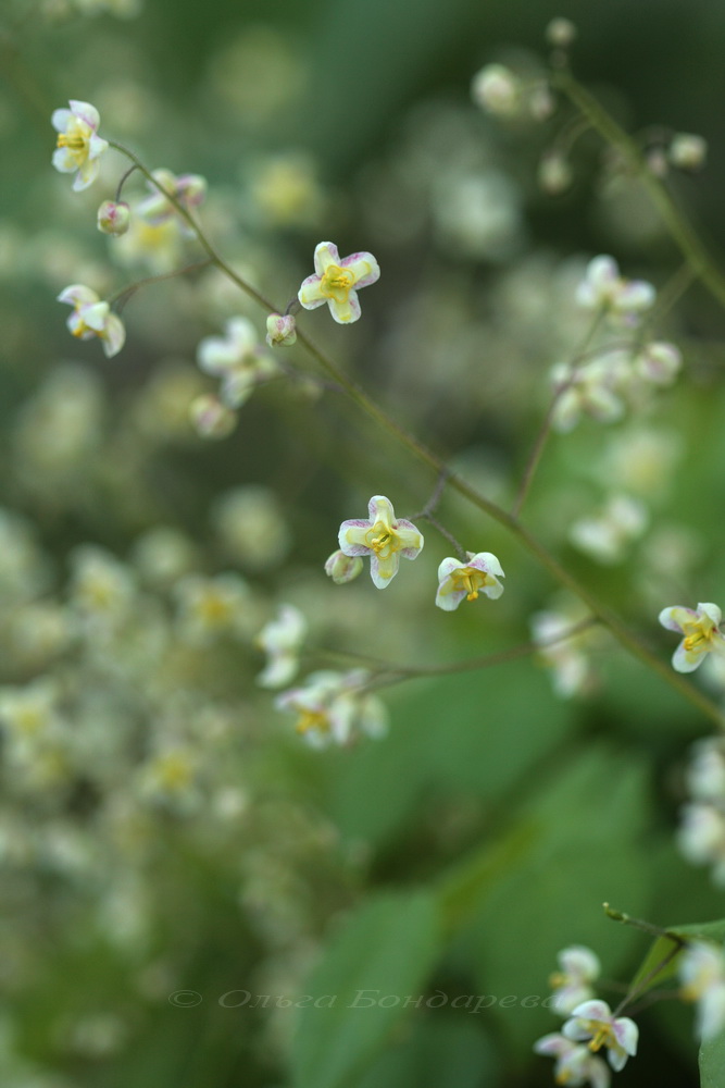 Image of Epimedium pubigerum specimen.