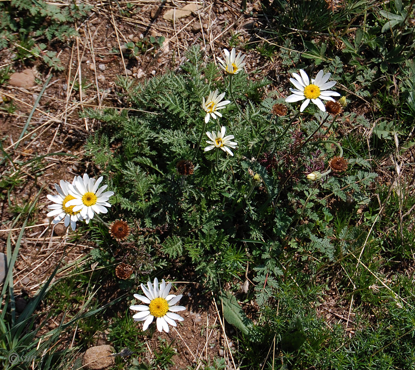 Image of genus Anthemis specimen.