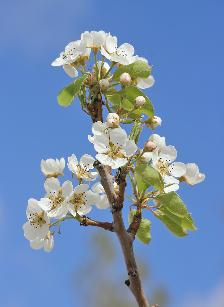 Изображение особи Pyrus communis.