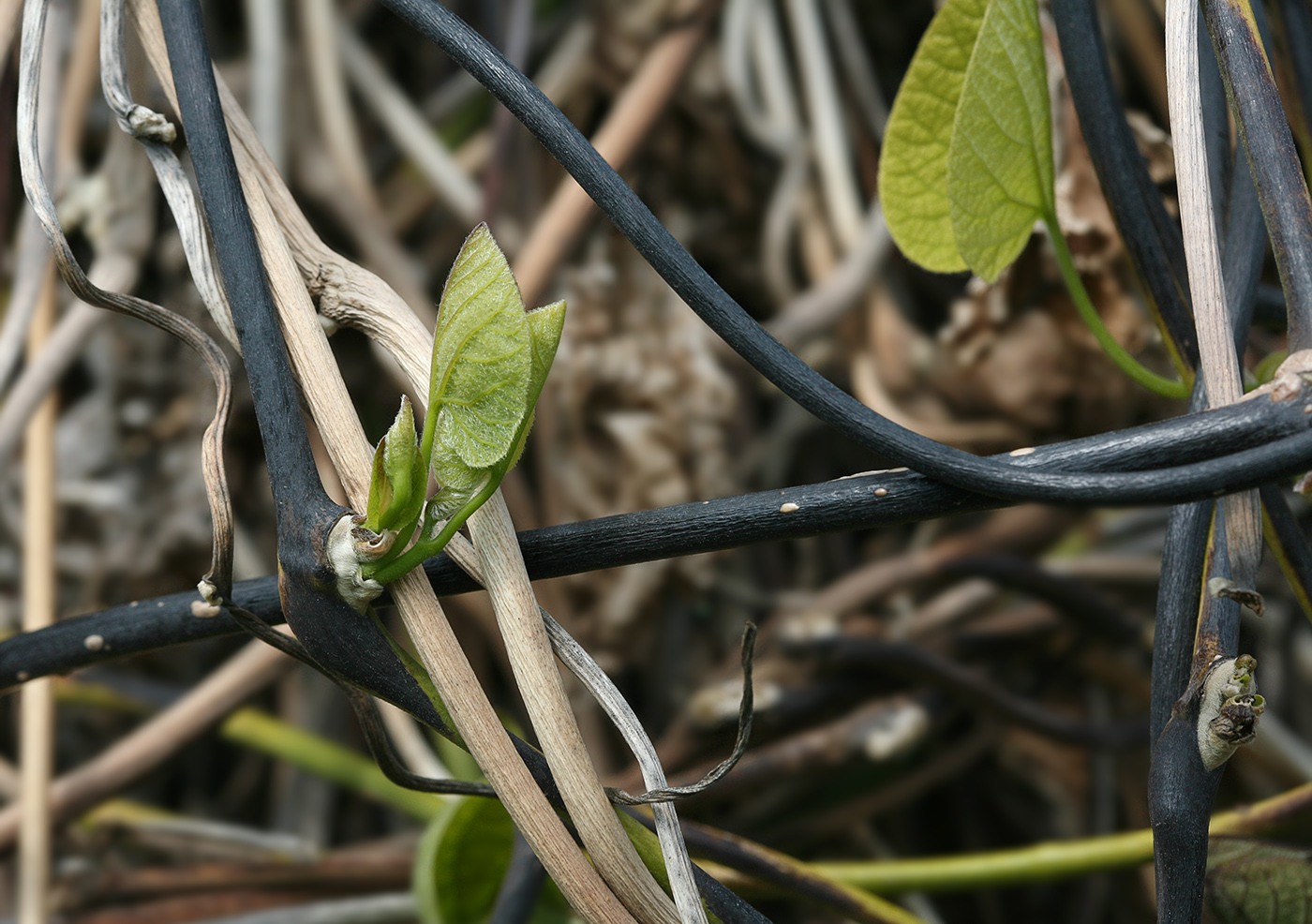 Изображение особи Aristolochia manshuriensis.