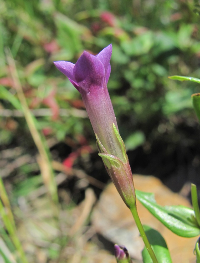 Изображение особи Gentianella caucasea.