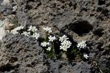 Iberis sempervirens