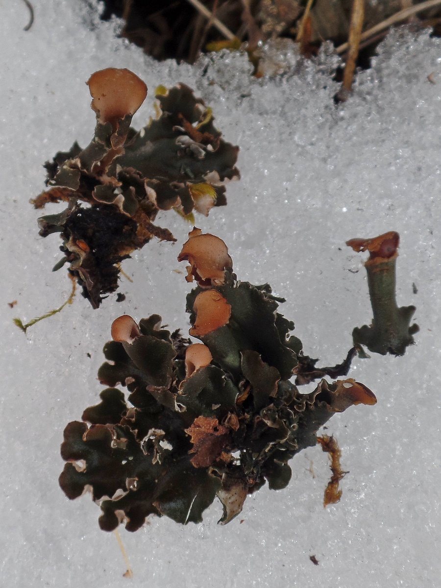 Image of genus Peltigera specimen.