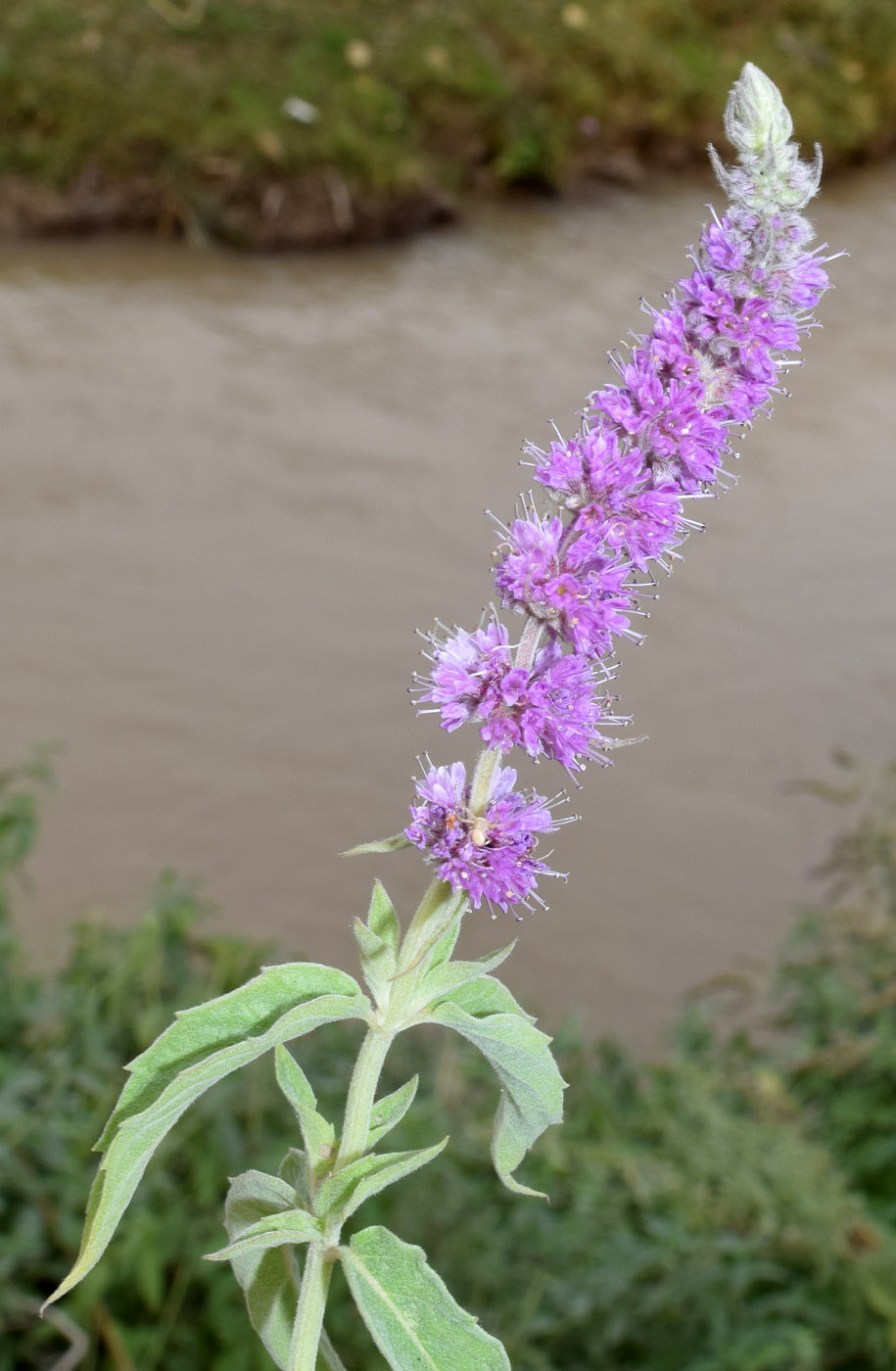 Image of Mentha asiatica specimen.