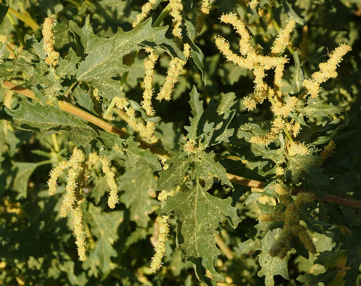 Image of Atriplex tatarica specimen.