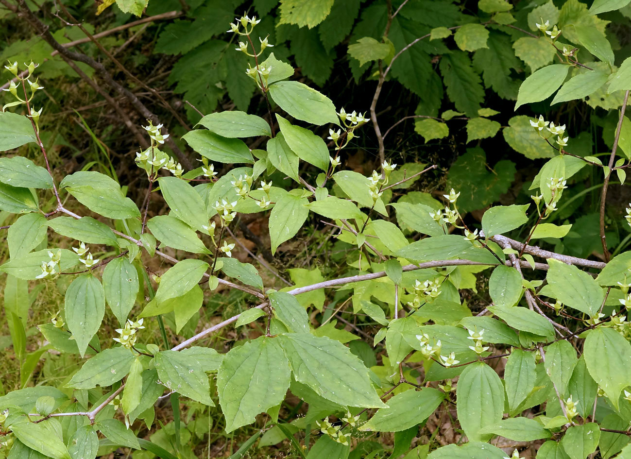 Изображение особи Philadelphus tenuifolius.