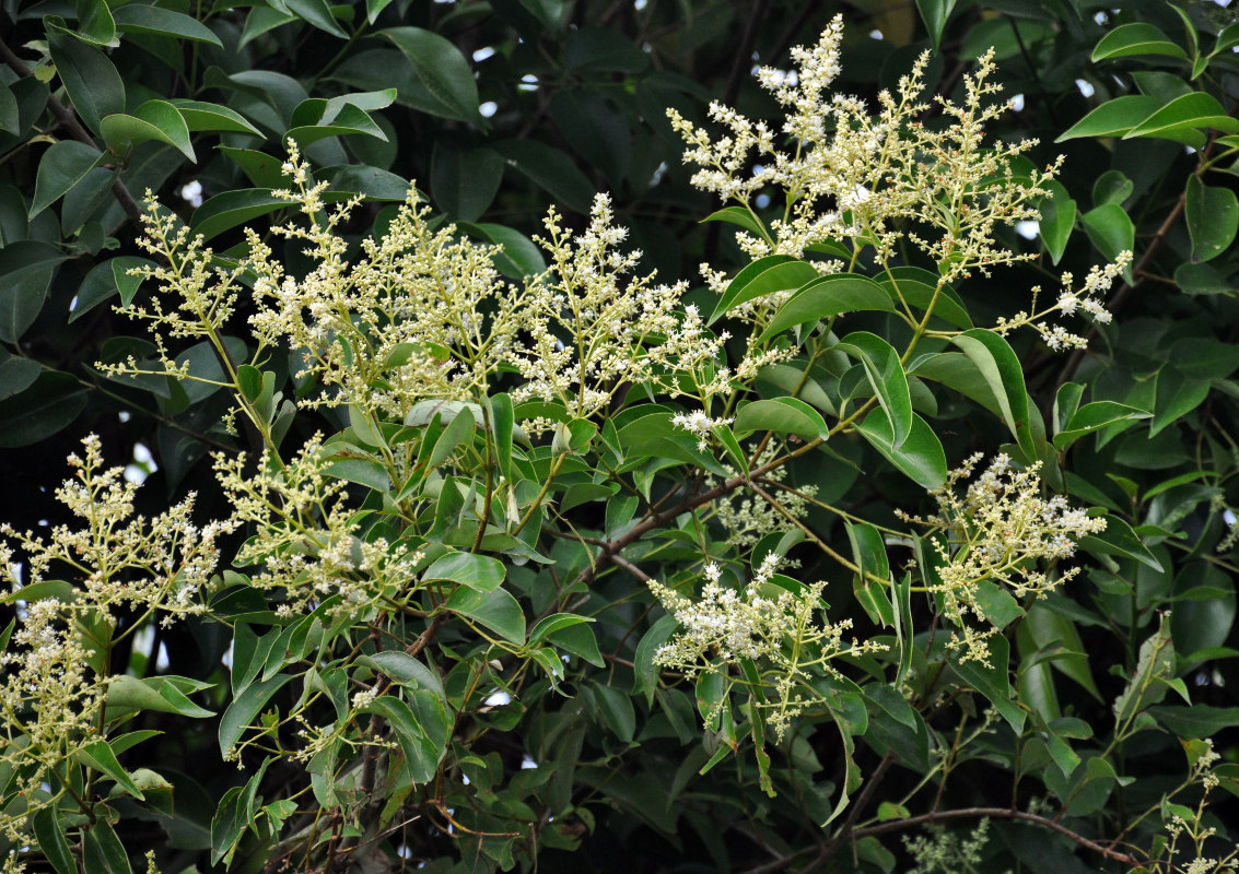 Image of Ligustrum lucidum specimen.