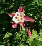 Aquilegia coerulea. Верхушки побегов с цветком и бутонами. Восточный Казахстан, г. Усть-Каменогорск, Архитектурно-ландшафтный музей-заповедник, в культуре. 28.05.2017.