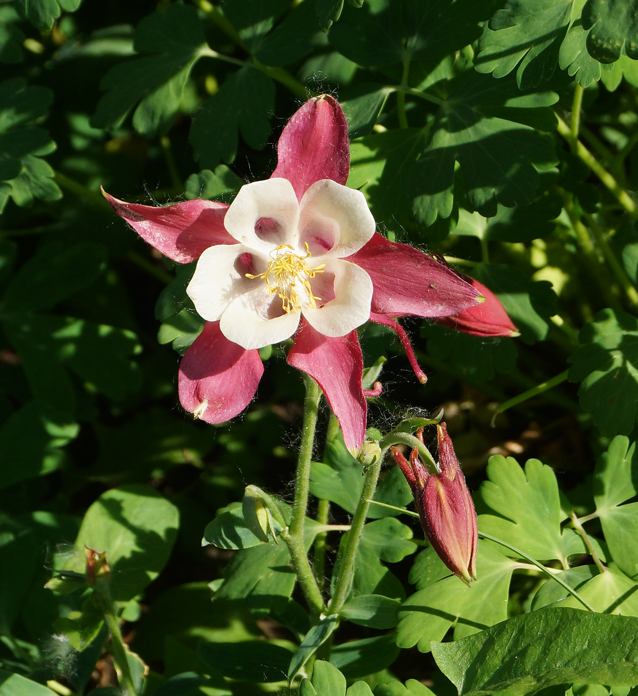 Image of Aquilegia coerulea specimen.