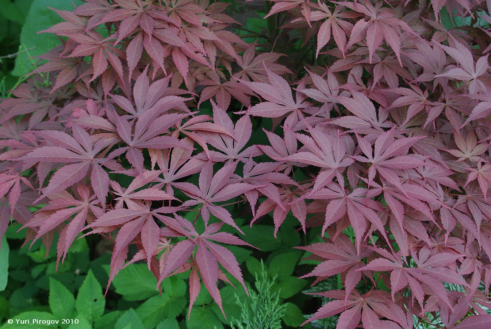 Image of Acer palmatum specimen.