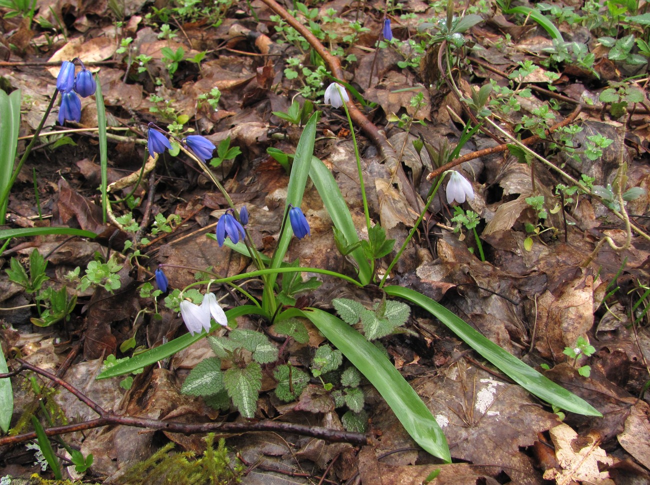 Изображение особи Scilla siberica.