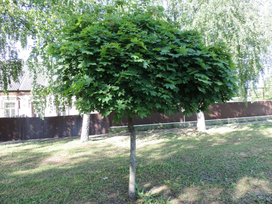 Image of Acer platanoides specimen.