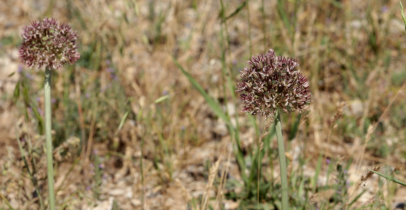 Image of Allium taschkenticum specimen.