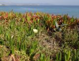 Carpobrotus edulis. Зацветающие растения. Греция, Эгейское море, о. Парос, окр. пос. Дриос, высокий берег моря. 10.04.2018.