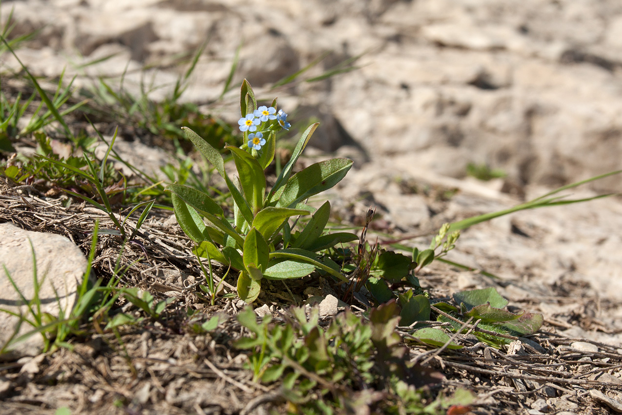 Image of Myosotis lithuanica specimen.