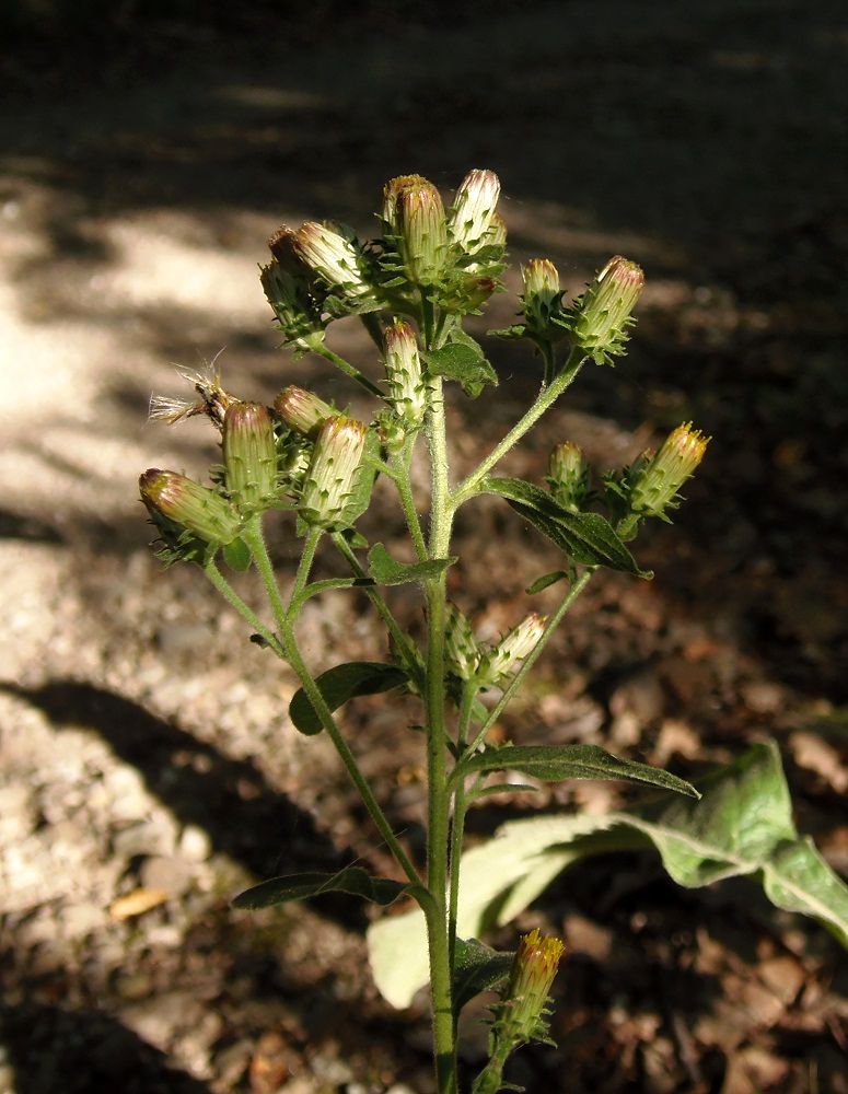 Image of Inula conyza specimen.