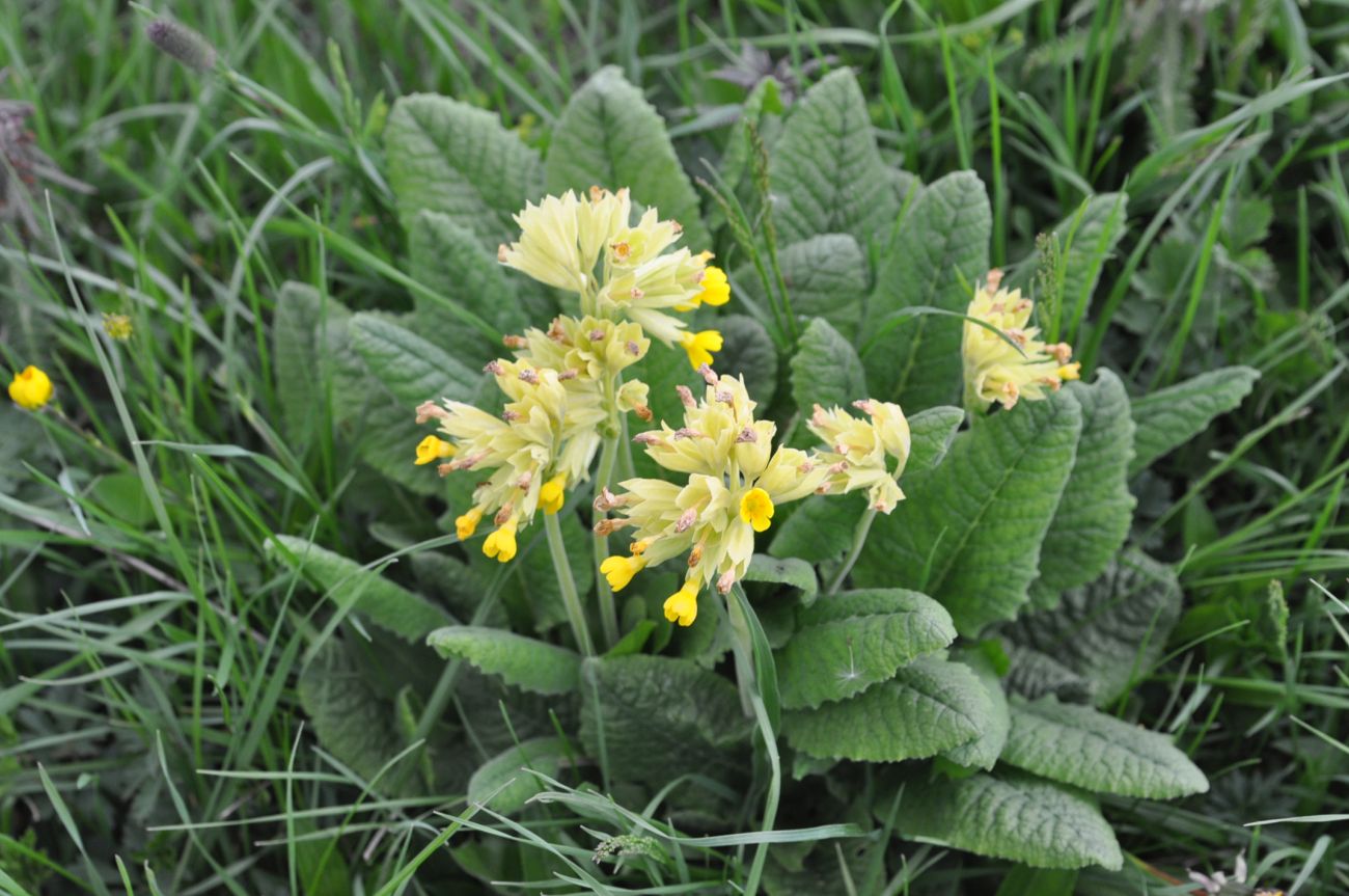 Image of Primula macrocalyx specimen.