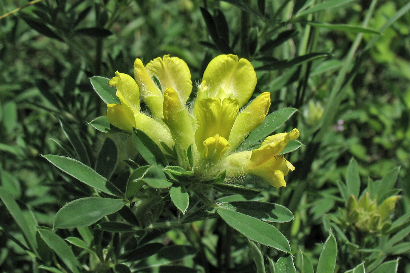 Image of Chamaecytisus rochelii specimen.