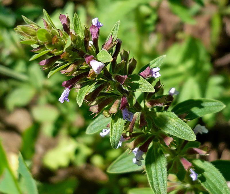 Изображение особи Dracocephalum thymiflorum.