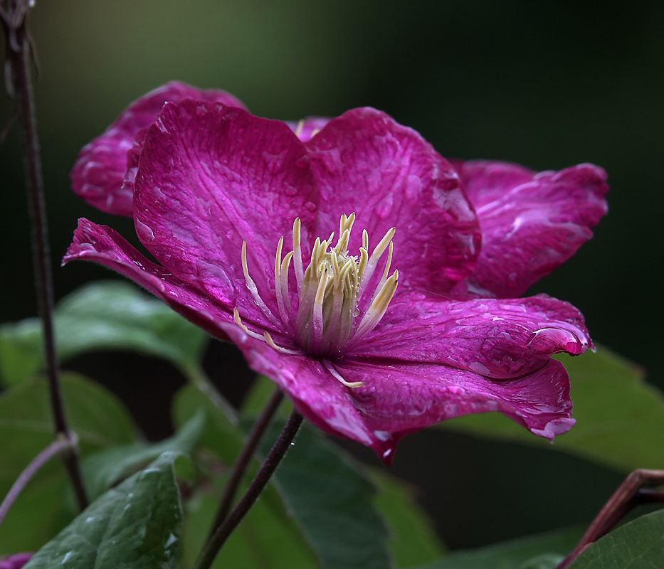 Image of Clematis &times; jackmanii specimen.