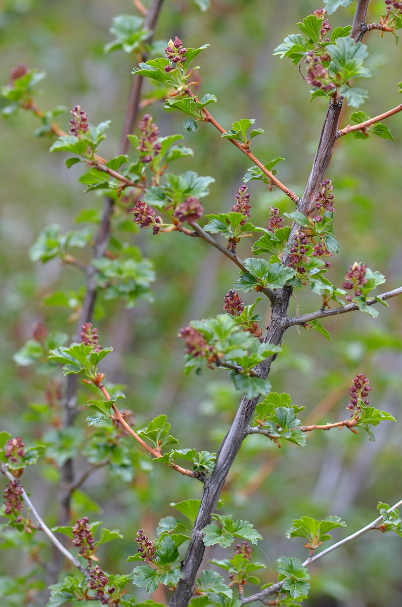 Image of Ribes heterotrichum specimen.