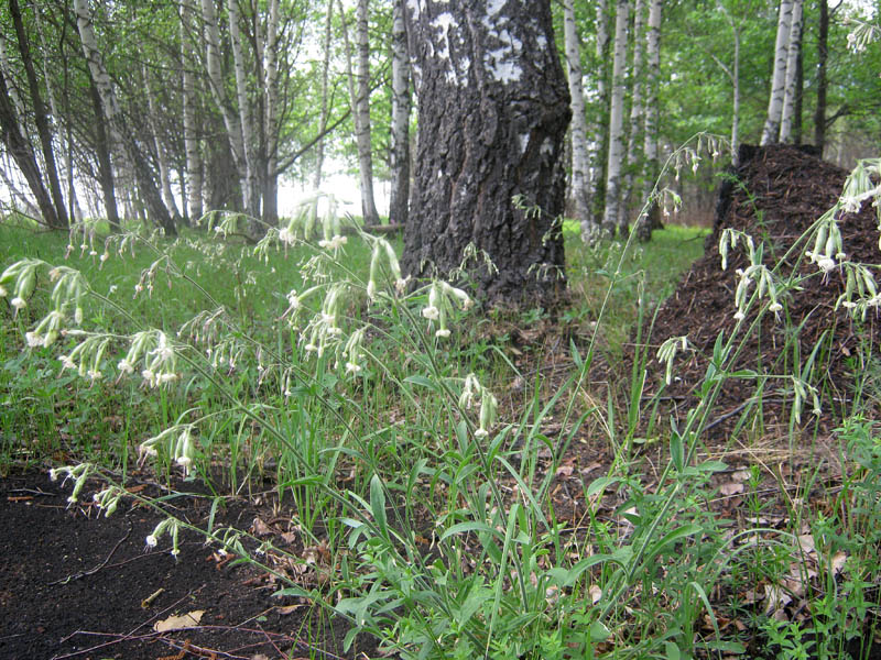 Image of Silene nutans specimen.