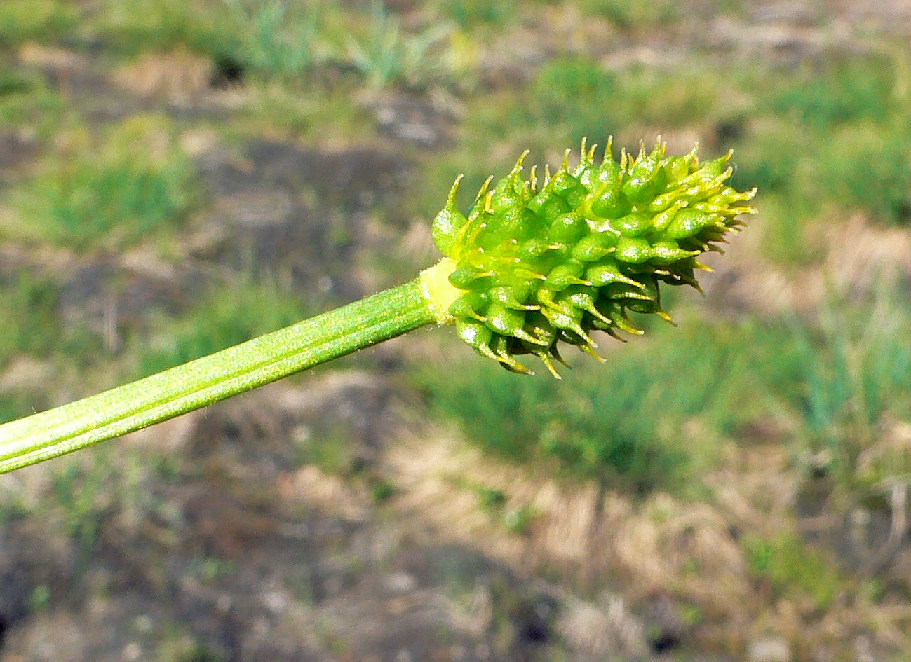 Image of genus Ranunculus specimen.