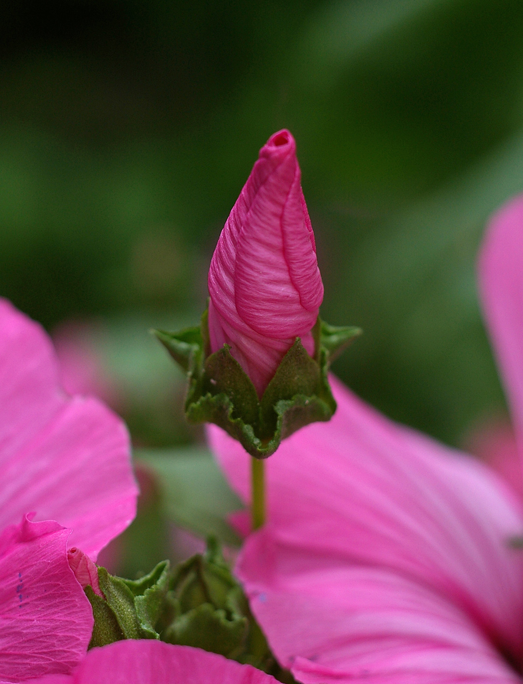 Image of Malva trimestris specimen.