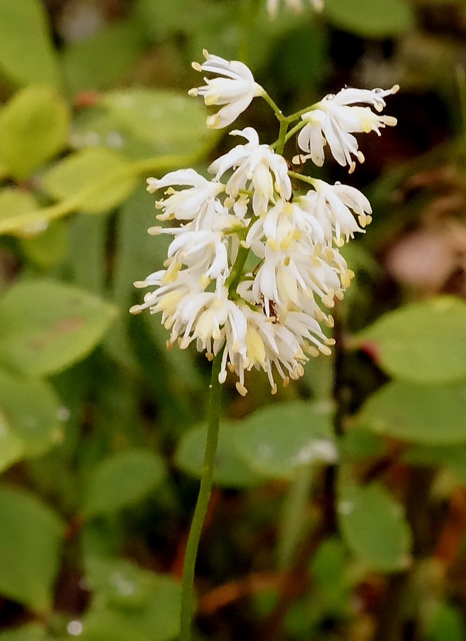 Image of Tofieldia cernua specimen.