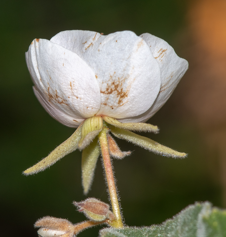 Image of Dombeya burgessiae specimen.