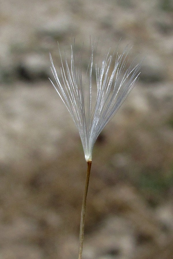 Image of Crepis alpina specimen.