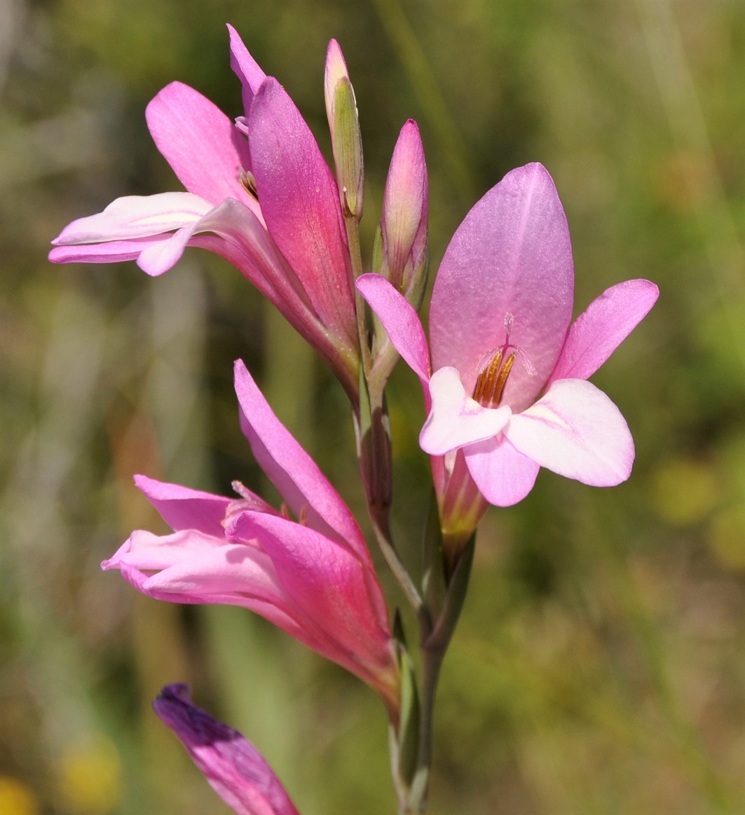 Image of Gladiolus triphyllus specimen.