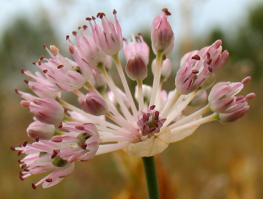 Изображение особи Allium strictum.