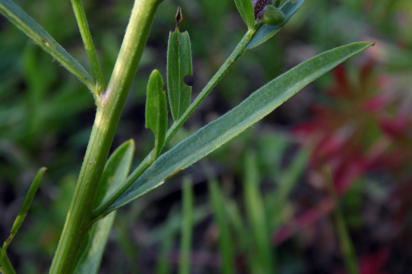 Image of Genista patula specimen.