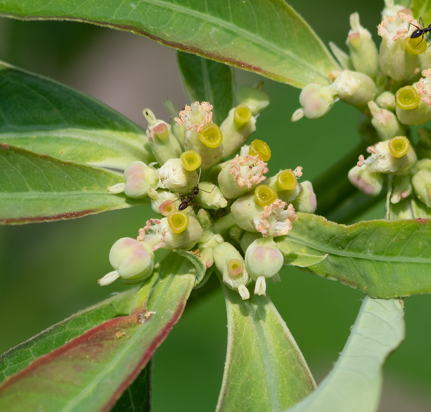 Image of Euphorbia heterophylla specimen.