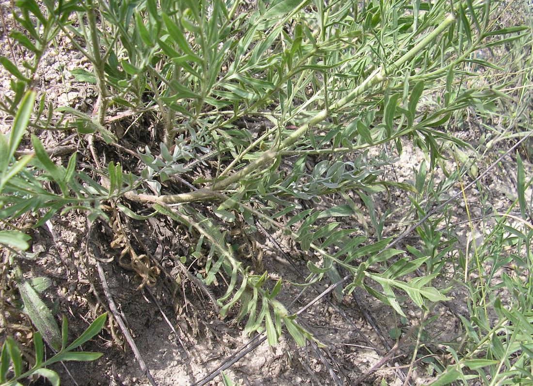 Image of Cephalaria uralensis specimen.