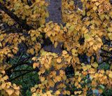 Populus tremula