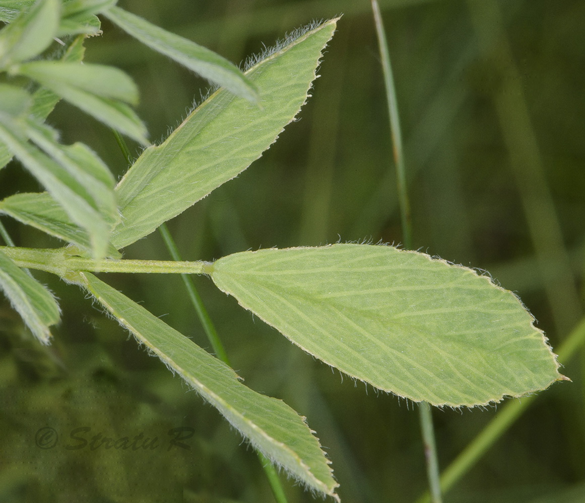 Изображение особи Medicago falcata.