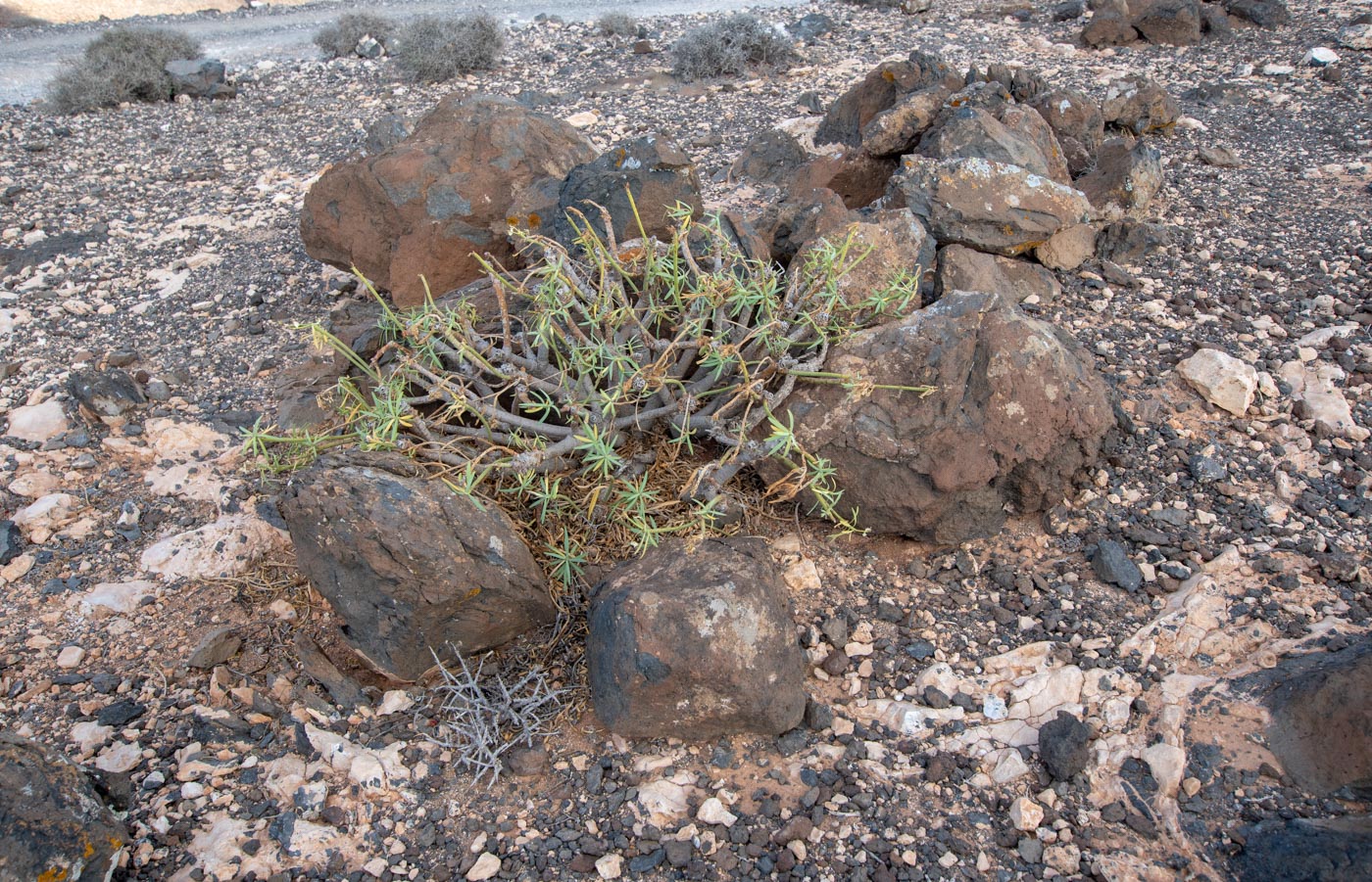 Изображение особи Euphorbia regis-jubae.