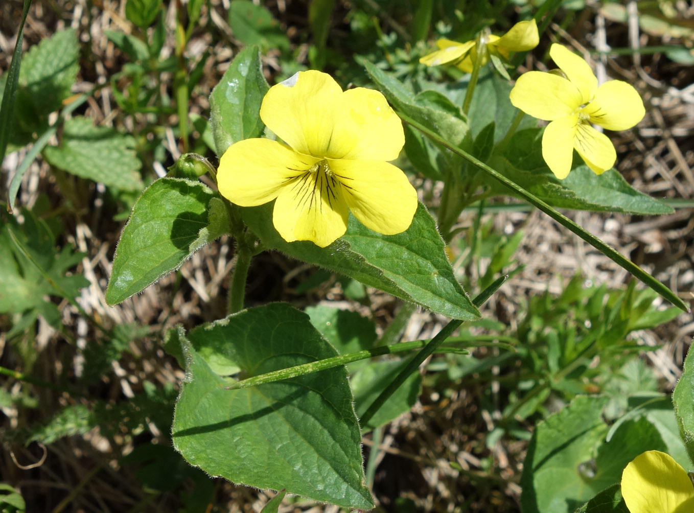 Image of Viola acutifolia specimen.