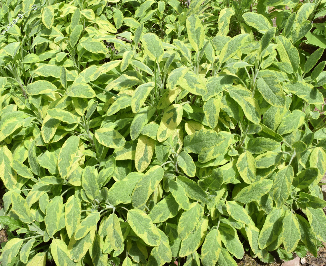 Image of Salvia officinalis specimen.