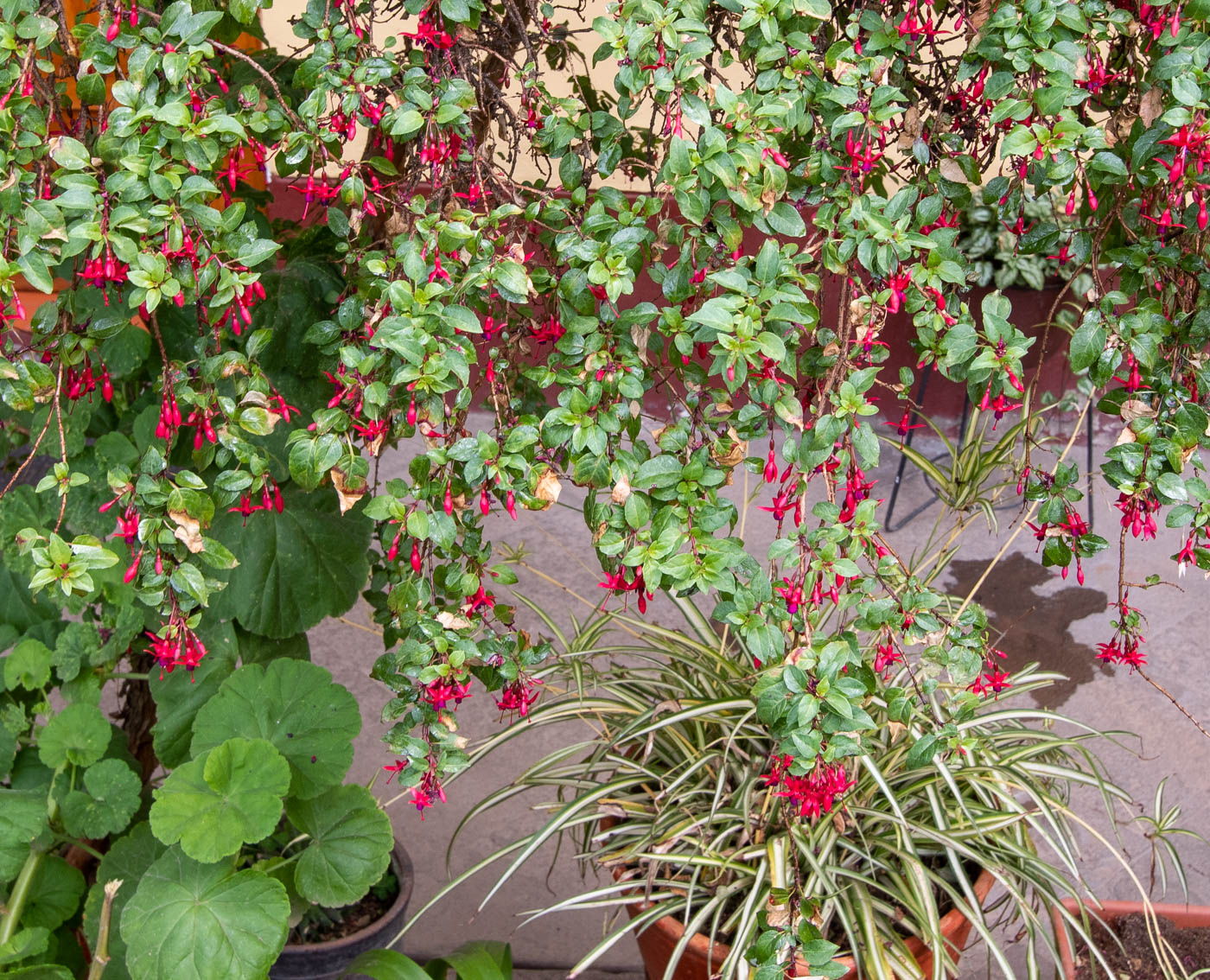 Image of genus Fuchsia specimen.