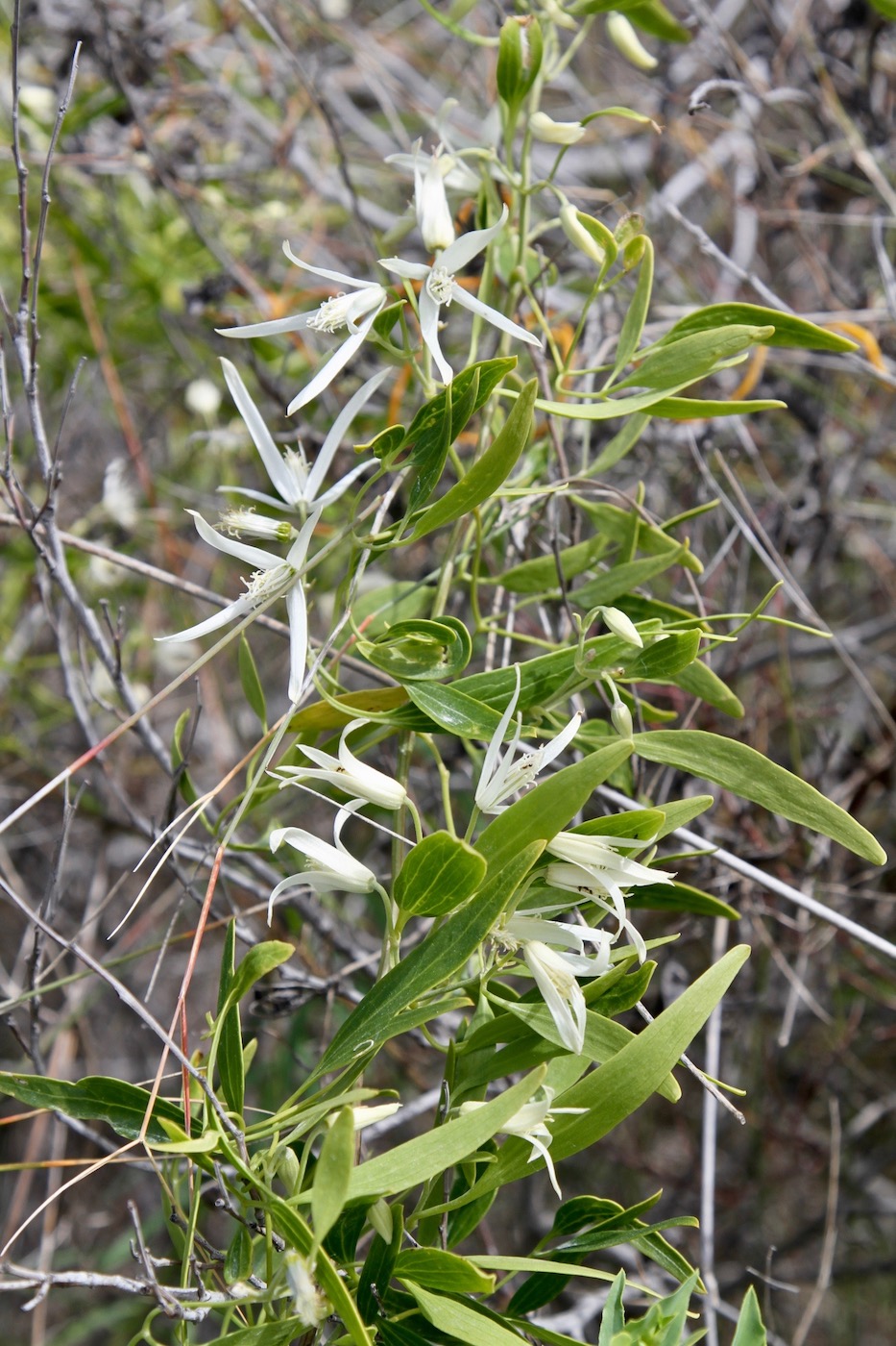 Image of Clematis linearifolia specimen.