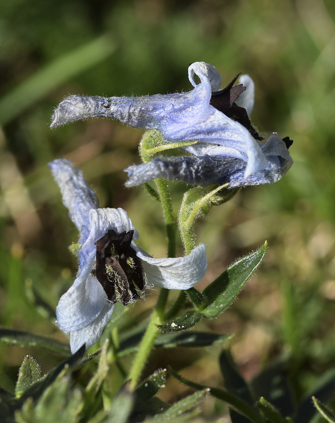 Image of Delphinium montanum specimen.