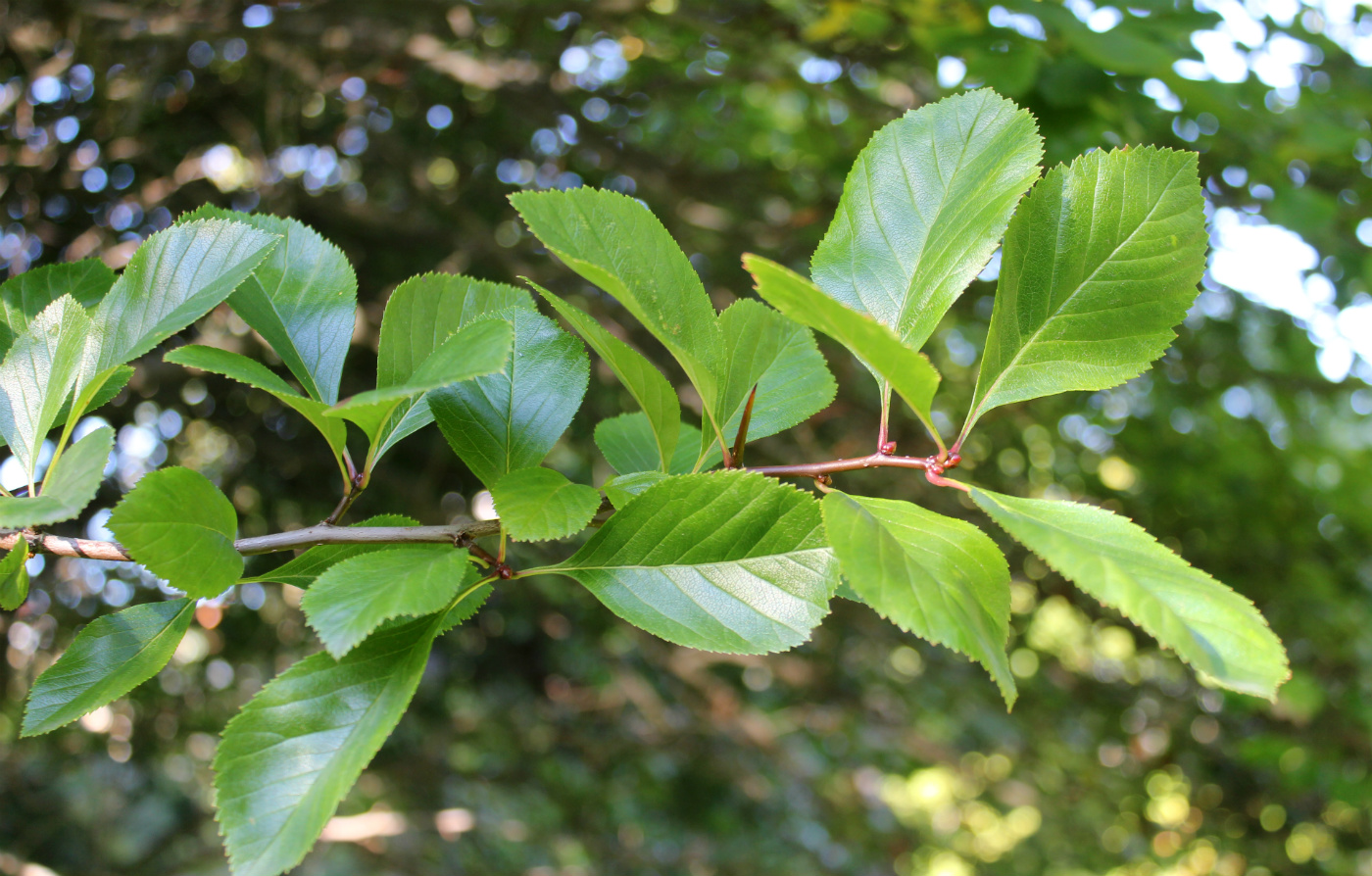 Image of Crataegus persimilis specimen.