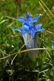 Gentiana septemfida. Цветок. Республика Адыгея, Майкопский р-н, Кавказский биосферный заповедник, ЮВ склон горы Пшехо-Су, выс. ок. 2570 м н.у.м., альпийский луг. 02.08.2020.