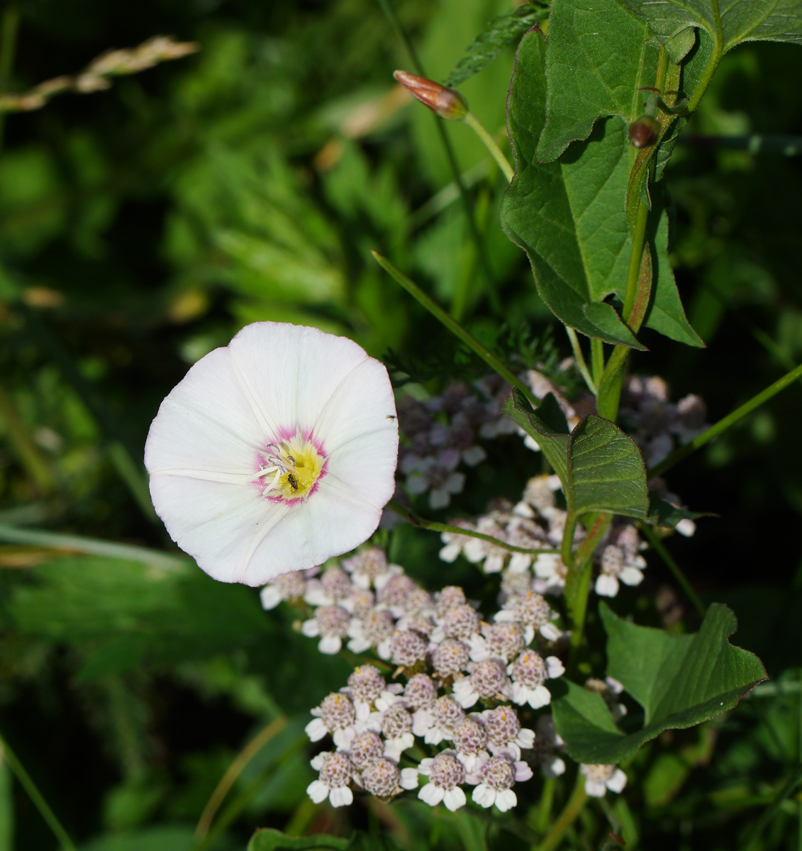 Изображение особи Convolvulus arvensis.