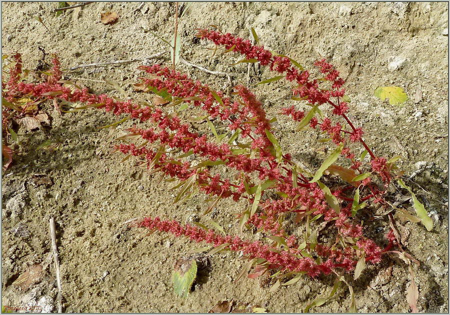 Image of Rumex ucranicus specimen.